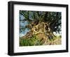 Tree of Life, Animal Kingdom, Disneyworld, Orlando, Florida, USA-Tomlinson Ruth-Framed Photographic Print