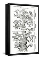 Tree of Life from the Evolution of Man-Ernst Haeckel-Framed Stretched Canvas