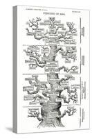 Tree of Life from the Evolution of Man-Ernst Haeckel-Stretched Canvas