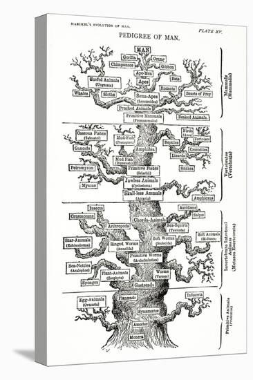 Tree of Life from the Evolution of Man-Ernst Haeckel-Stretched Canvas