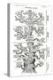 Tree of Life from the Evolution of Man-Ernst Haeckel-Stretched Canvas