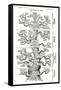 Tree of Life from the Evolution of Man-Ernst Haeckel-Framed Stretched Canvas