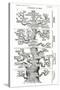 Tree of Life from the Evolution of Man-Ernst Haeckel-Stretched Canvas