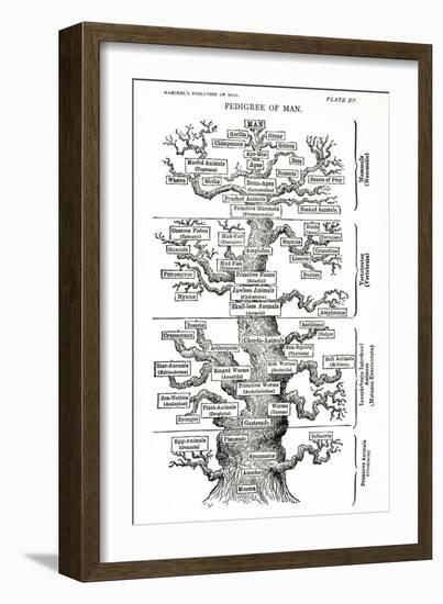 Tree of Life from the Evolution of Man-Ernst Haeckel-Framed Giclee Print