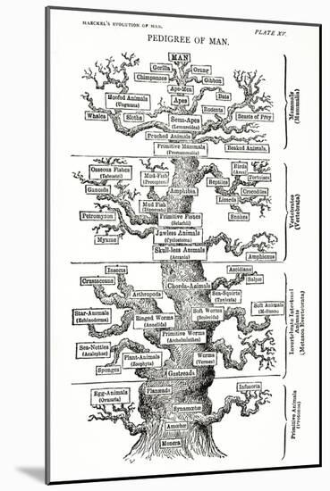 Tree of Life from the Evolution of Man-Ernst Haeckel-Mounted Giclee Print