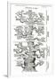 Tree of Life from the Evolution of Man-Ernst Haeckel-Framed Giclee Print