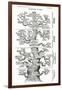 Tree of Life from the Evolution of Man-Ernst Haeckel-Framed Giclee Print