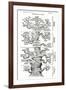 Tree of Life from the Evolution of Man-Ernst Haeckel-Framed Giclee Print