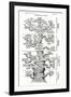 Tree of Life from the Evolution of Man-Ernst Haeckel-Framed Giclee Print