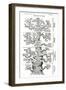Tree of Life from the Evolution of Man-Ernst Haeckel-Framed Premium Giclee Print