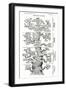 Tree of Life from the Evolution of Man-Ernst Haeckel-Framed Premium Giclee Print