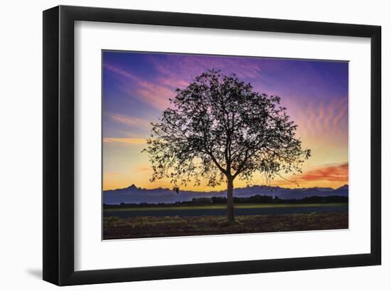 Tree of Life-Paolo De Faveri-Framed Giclee Print