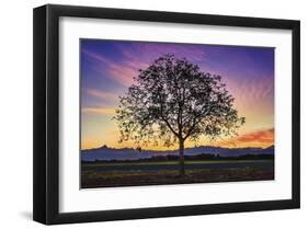 Tree of Life-Paolo De Faveri-Framed Giclee Print