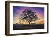 Tree of Life-Paolo De Faveri-Framed Giclee Print