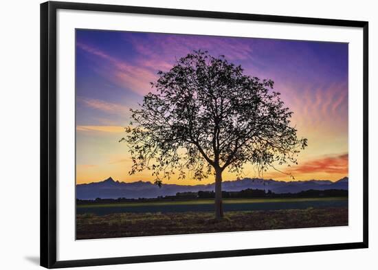 Tree of Life-Paolo De Faveri-Framed Giclee Print