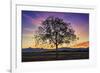 Tree of Life-Paolo De Faveri-Framed Giclee Print