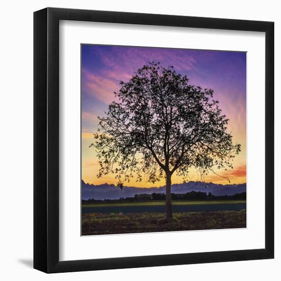 Tree of Life-Paolo DeFaveri-Framed Giclee Print