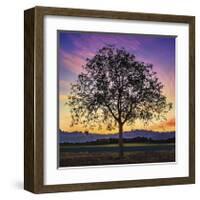 Tree of Life-Paolo DeFaveri-Framed Giclee Print