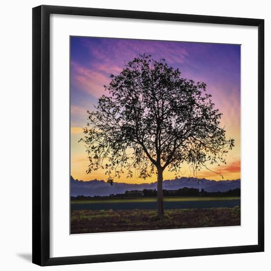 Tree of Life-Paolo DeFaveri-Framed Giclee Print