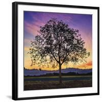 Tree of Life-Paolo DeFaveri-Framed Giclee Print