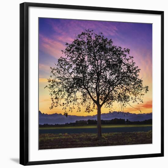 Tree of Life-Paolo DeFaveri-Framed Giclee Print