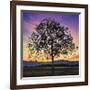 Tree of Life-Paolo DeFaveri-Framed Giclee Print