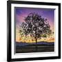 Tree of Life-Paolo DeFaveri-Framed Giclee Print