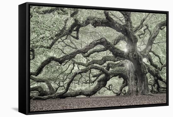 Tree of Light Color Fl-2-Moises Levy-Framed Stretched Canvas