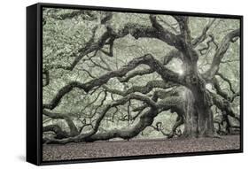 Tree of Light Color Fl-2-Moises Levy-Framed Stretched Canvas