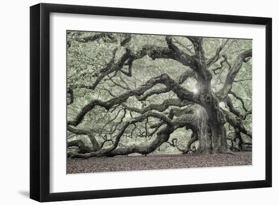 Tree of Light Color Fl-2-Moises Levy-Framed Photographic Print