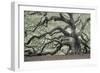 Tree of Light Color Fl-2-Moises Levy-Framed Photographic Print