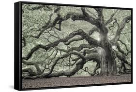 Tree of Light Color Fl-2-Moises Levy-Framed Stretched Canvas