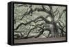 Tree of Light Color Fl-2-Moises Levy-Framed Stretched Canvas