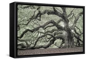 Tree of Light Color Fl-2-Moises Levy-Framed Stretched Canvas