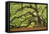 Tree of Light Color FL-Moises Levy-Framed Stretched Canvas