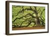 Tree of Light Color FL-Moises Levy-Framed Photographic Print