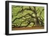 Tree of Light Color FL-Moises Levy-Framed Photographic Print