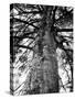 Tree of Literature at Coole Park, Partron of Many Irish Writers-Gjon Mili-Stretched Canvas