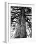 Tree of Literature at Coole Park, Partron of Many Irish Writers-Gjon Mili-Framed Photographic Print