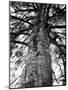 Tree of Literature at Coole Park, Partron of Many Irish Writers-Gjon Mili-Mounted Photographic Print