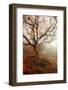 Tree of Seasons-Carrie Ann Grippo-Pike-Framed Photographic Print