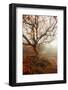 Tree of Seasons-Carrie Ann Grippo-Pike-Framed Photographic Print