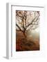Tree of Seasons-Carrie Ann Grippo-Pike-Framed Photographic Print