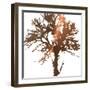 Tree of Wisdom 2-Sheldon Lewis-Framed Art Print