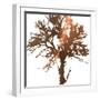 Tree of Wisdom 2-Sheldon Lewis-Framed Art Print