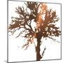 Tree of Wisdom 2-Sheldon Lewis-Mounted Art Print