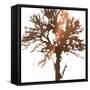 Tree of Wisdom 2-Sheldon Lewis-Framed Stretched Canvas