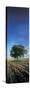 Tree on a Field, Shaftesbury, Dorset, England-null-Stretched Canvas