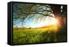 Tree on a Green Meadow at Sunset-Dudarev Mikhail-Framed Stretched Canvas