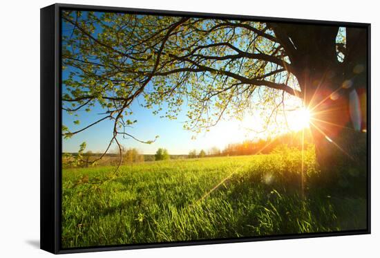 Tree on a Green Meadow at Sunset-Dudarev Mikhail-Framed Stretched Canvas